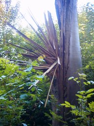 Auenlandschaft: Hier Foto eines Baums, wo ein Blitzschlag eine bizarre "Blütenblattformation" hinterlassen hat